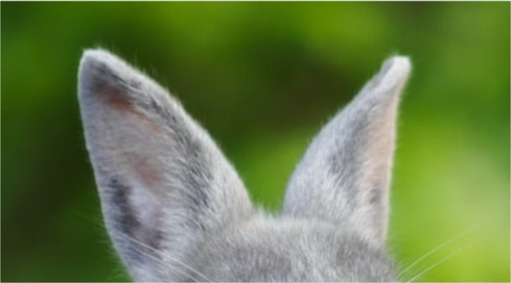 dailyalhaitham's tweet photo. bunnytham and kittytham https://t.co/C12ShgE7vK