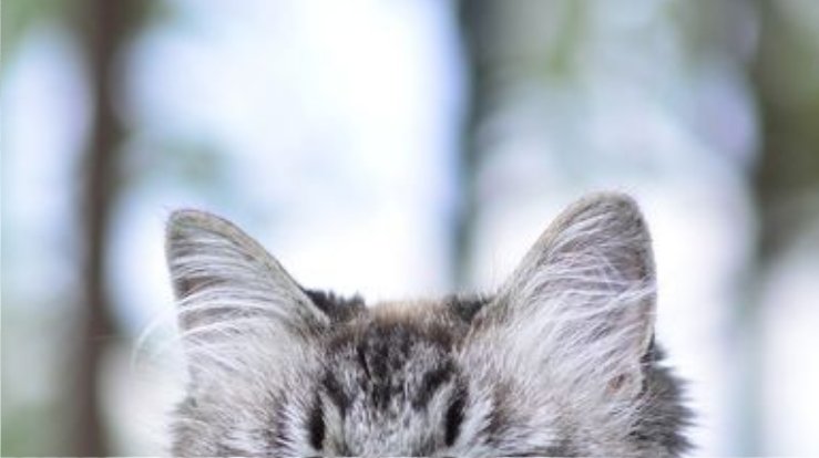 dailyalhaitham's tweet photo. bunnytham and kittytham https://t.co/C12ShgE7vK
