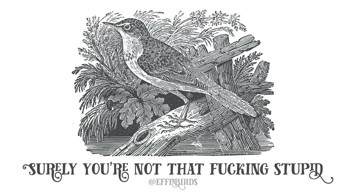 EffinBirds's tweet photo. https://t.co/mnwqIfy035