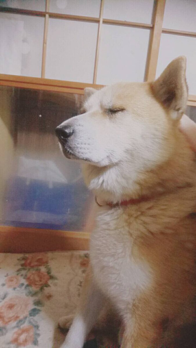 gojarow's tweet photo. 母犬が脱走して一夜で身籠った子ですが、恐らくピットブルは一滴も入ってなさそうです。
#elekata https://t.co/J8blfMq0xp
