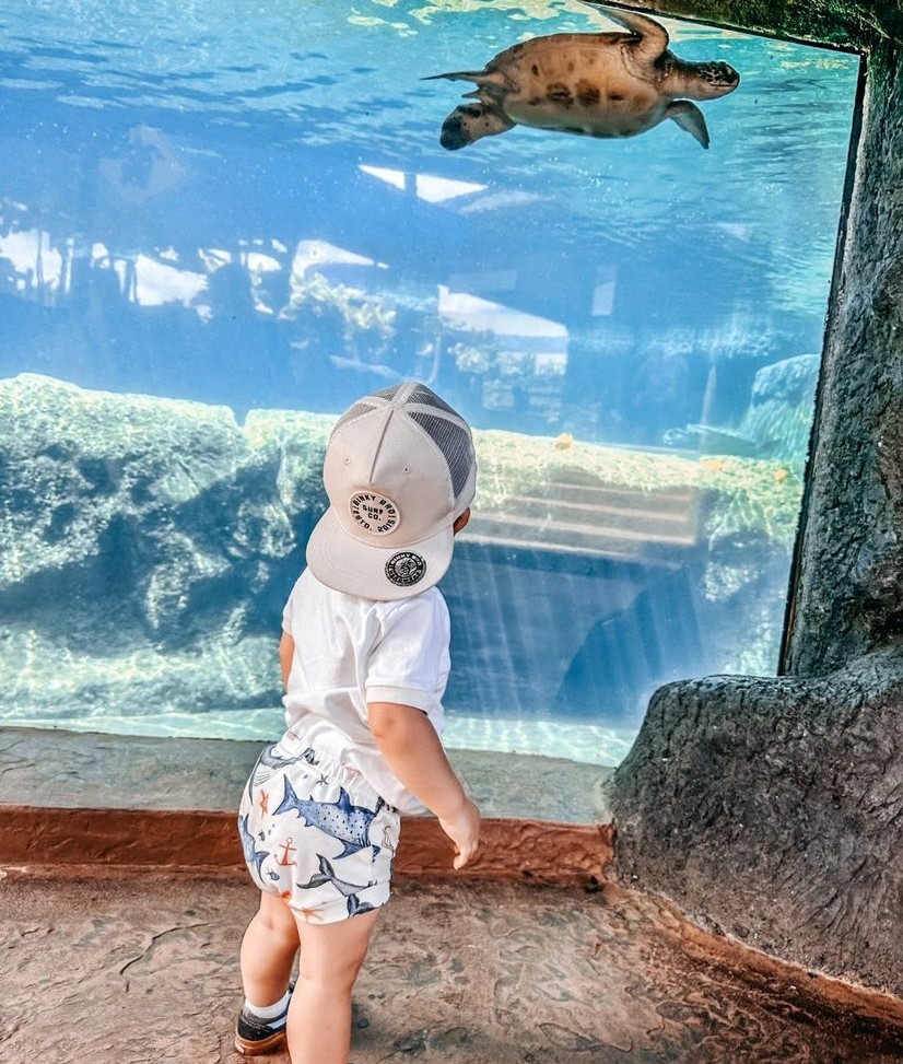 MauiOceanCenter's tweet photo. Inspiring the next generation of marine life enthusiasts 💙 🌎 #MauiOceanCenter
-
#TurtleTuesday #LiveOceanAloha #MarineConservation #ImmerseYourself #GoGreenForBlue  #TurtleLagoon https://t.co/jVPPNdqKt0