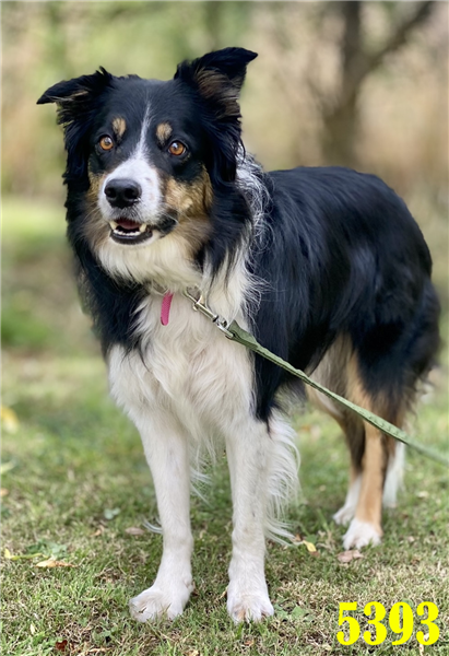 Please retweet to help Skye find a home #STAFFORDSHIRE #UK Beautiful Collie aged 5, looking for an experienced, home to help build her confidence. She is housetrained, good in the car and with cats and dogs, needs to be the only dog in the home DETAILS bordercollietrustgb.org.uk