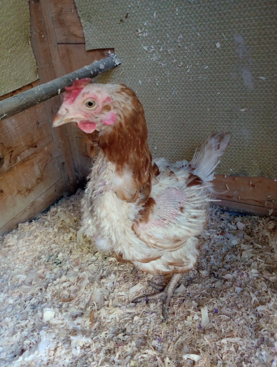 Denise Nesbitt (@denisenesbitt) on Twitter photo Meet Agnes! Watch her bloom over the next few weeks! 2 weeks ago she was in our paddock looking into our patio doors! <a href="/Jharrison22/">Julie Harrison ๐</a> <a href="/claire_wordy/">Claire Wordsworth</a> <a href="/prestonmissc/">Claire Preston</a> <a href="/Dr_Black/">Professor Sue Black OBE Keynote Speaker ๐บ๐ฆ</a> <a href="/staithesartist/">Sue Nichol</a> <a href="/PieJackers/">Pie Jackers</a> <a href="/MrMatthewOrd/">Matthew Ord</a> <a href="/MatthewsMike1/">Mike Matthews MBE</a> <a href="/Boulby_Katie/">Katie Robinson</a> Meet Agnes! Watch her bloom over the next few weeks! 2 weeks ago she was in our paddock looking into our patio doors! <a href="/Jharrison22/">Julie Harrison ๐</a> <a href="/claire_wordy/">Claire Wordsworth</a> <a href="/prestonmissc/">Claire Preston</a> <a href="/Dr_Black/">Professor Sue Black OBE Keynote Speaker ๐บ๐ฆ</a> <a href="/staithesartist/">Sue Nichol</a> <a href="/PieJackers/">Pie Jackers</a> <a href="/MrMatthewOrd/">Matthew Ord</a> <a href="/MatthewsMike1/">Mike Matthews MBE</a> <a href="/Boulby_Katie/">Katie Robinson</a>