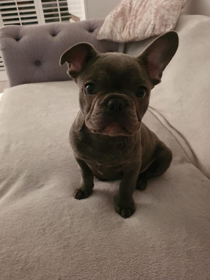 Happy 3rd birthday to our handsome chaotic full throttle boy #mrjax #happybirthday #birthdayboy #frenchbulldog #dogsoftwitter #dogs #pugs #adayinthelife love mom &amp; #misstilly 💕❤️🥳🎉