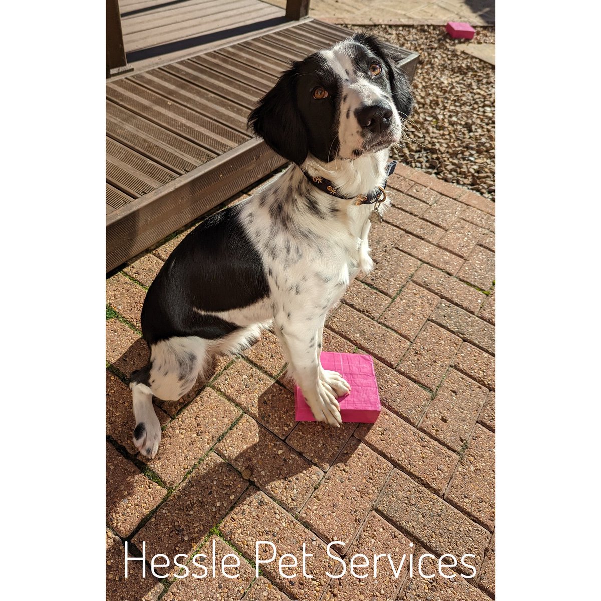 HesslePets's tweet photo. This gorgeous pup LOVES learning and is really enjoying playing games π
#dogwalker #prodogtrainer #Hessle #puppy #sprollie #concepttrainer #dogsoftwitter https://t.co/blN7ubHctI