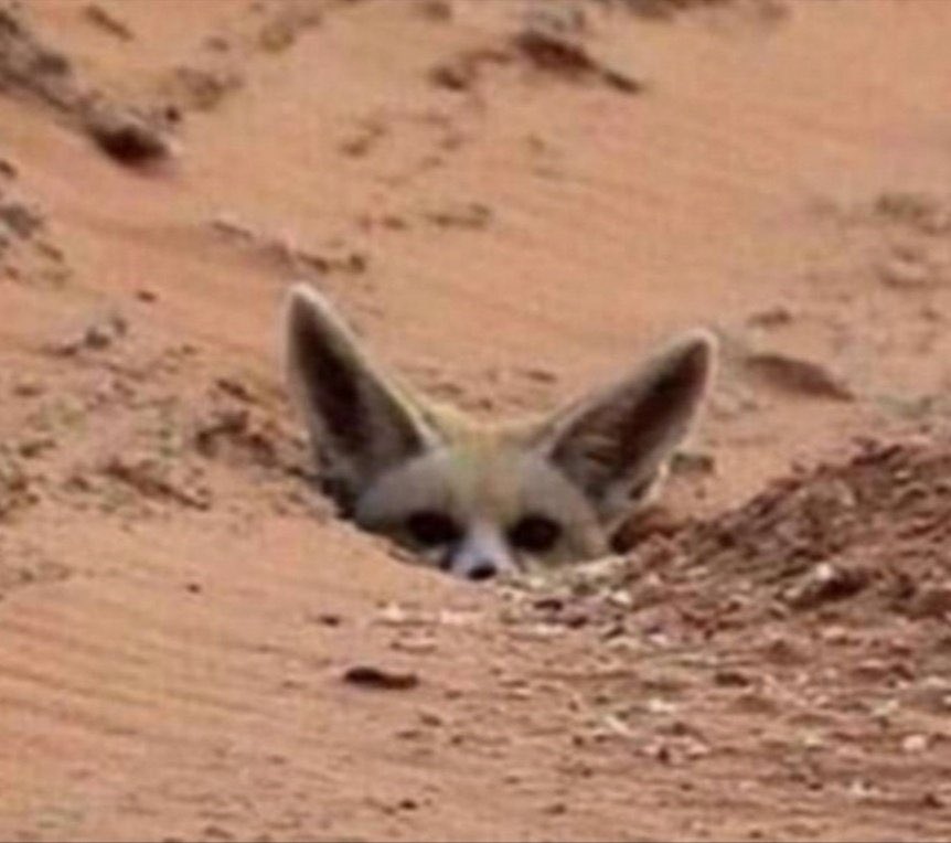 #جلسه_الافتتاح

اليوم الأرنب عاش دور الحصني قاعد
بالزاوية بروحة 😂😂😂😂😂