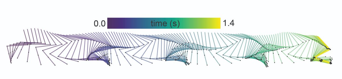 bbo_lab's tweet photo. Motion kinematics of bones and joints can be accurately inferred as the animal freely behaves and performs complex behaviors. This approach gets around the problem of tracking joint kinetics when the bones are covered by fur and surface tissue. https://t.co/rRVKi6Wql2