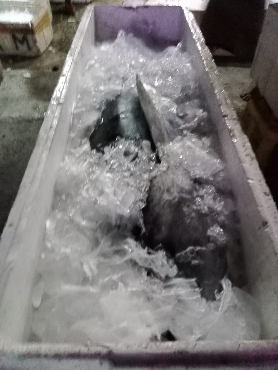 BKIPMBontang's tweet photo. Pengiriman komoditi ikan segar tujuan Parepare. https://t.co/1WyX56fNcd