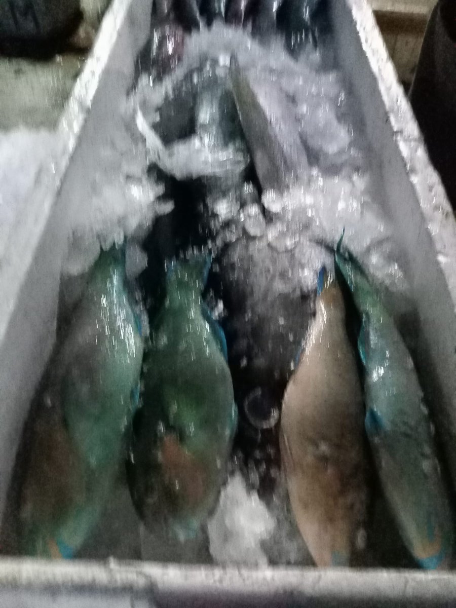 BKIPMBontang's tweet photo. Pengiriman komoditi ikan segar tujuan Parepare. https://t.co/1WyX56fNcd