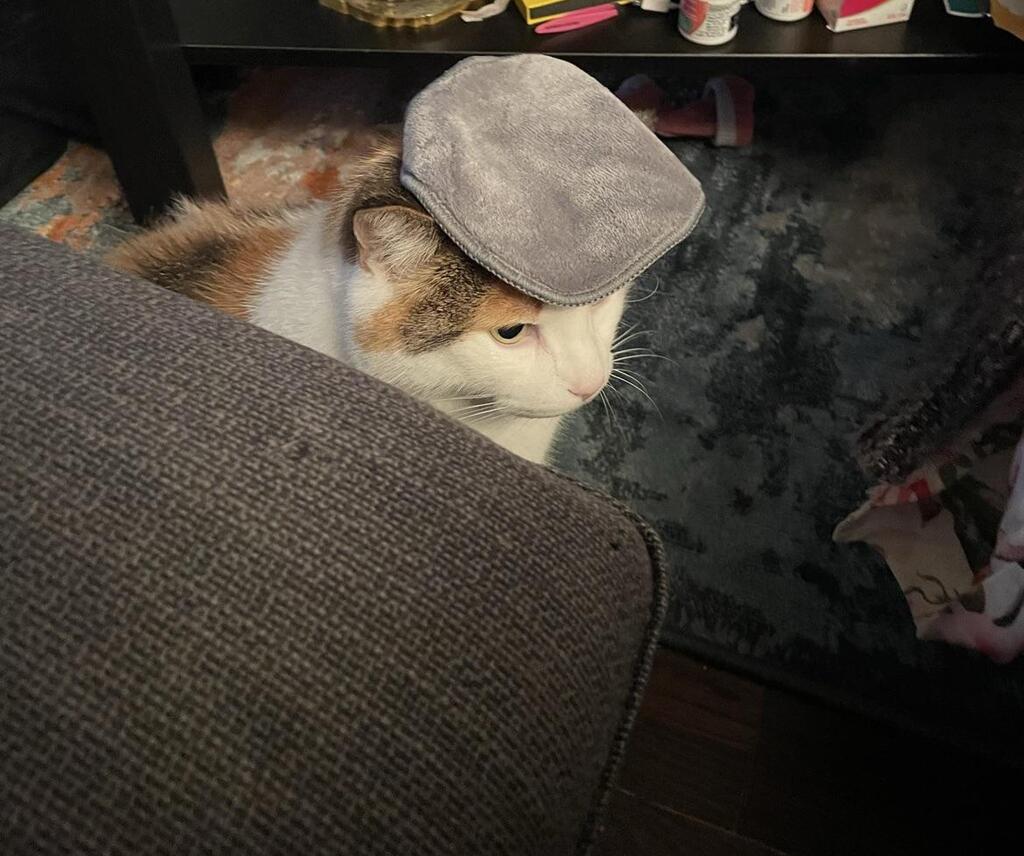 Cute Animal Pictures tweet media