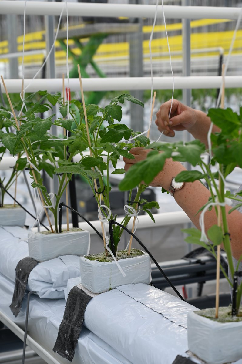 Collega's binden de verse tomatenplanten aan in #Agrotopia. Focus ligt deze winter op energie met onderzoek naar #energiereductie en verhoging van de energie-efficiëntie door oa het testen van beredeneerde belichtingsstrategieën en het gebruik van energieschermen. @Phormium_IFG