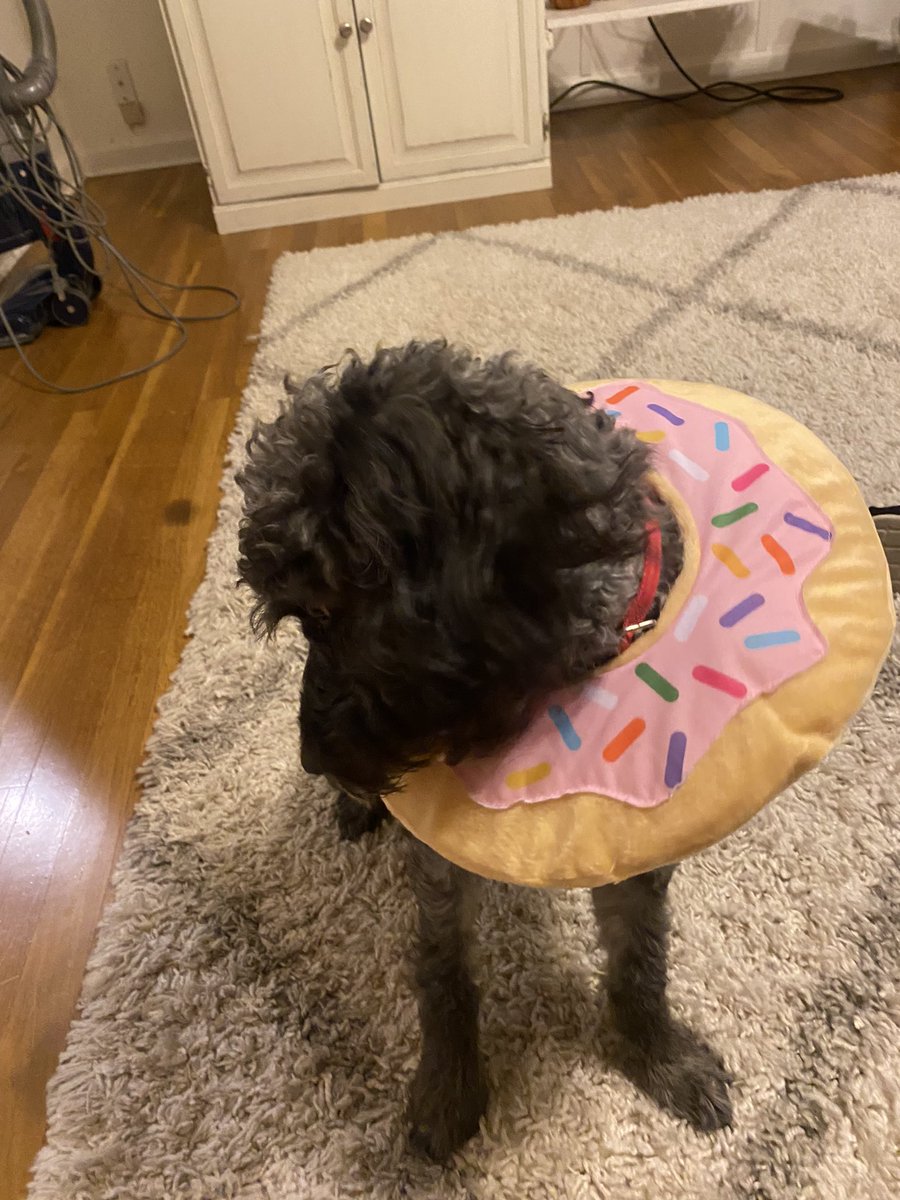 dochoneywell's tweet photo. Pet costume attempts… yes, I did. #Target #minigoldendoodle #doodledonut #rufferee #dogmom #target https://t.co/bdWRIqZLCd