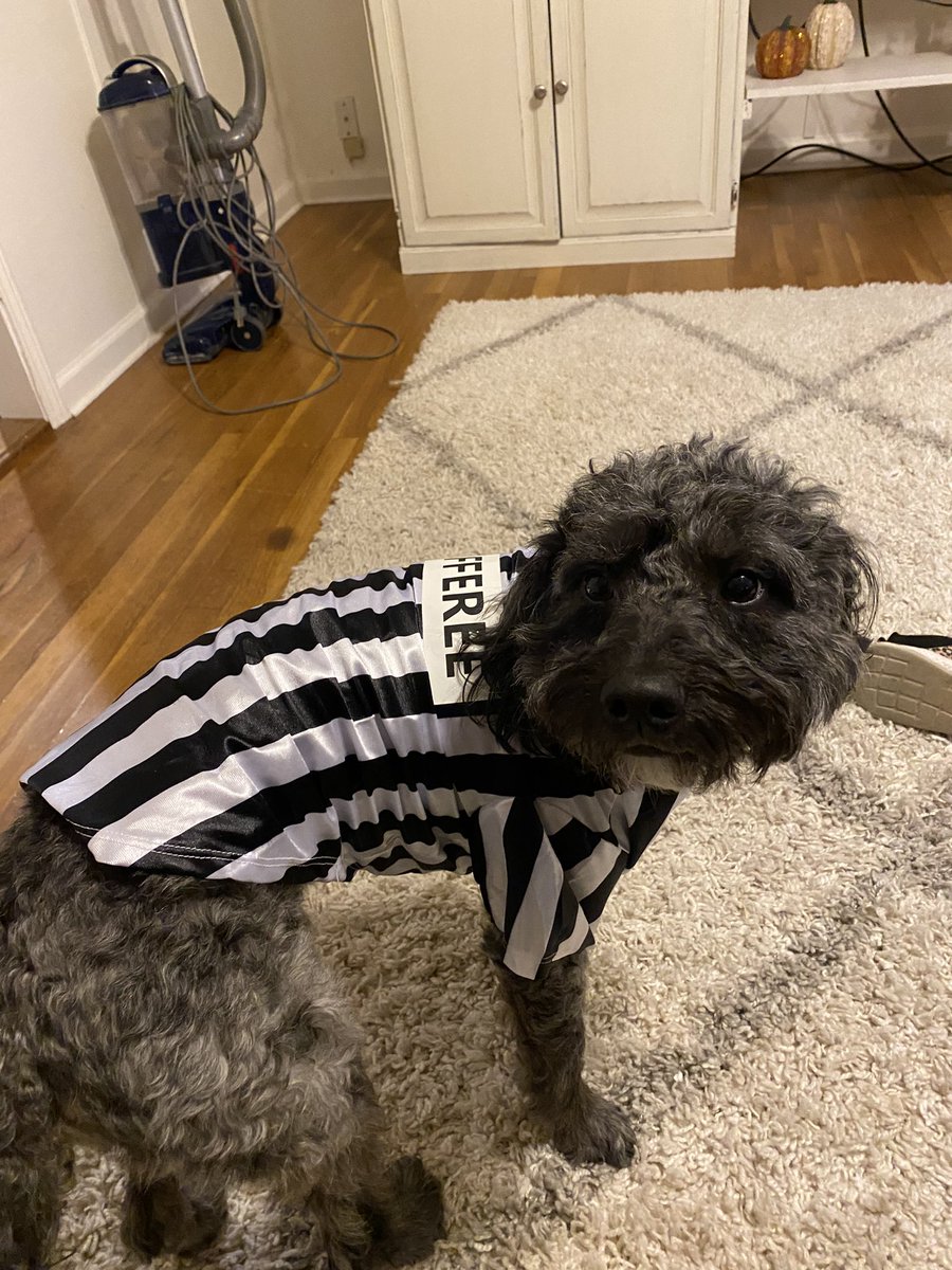 dochoneywell's tweet photo. Pet costume attempts… yes, I did. #Target #minigoldendoodle #doodledonut #rufferee #dogmom #target https://t.co/bdWRIqZLCd