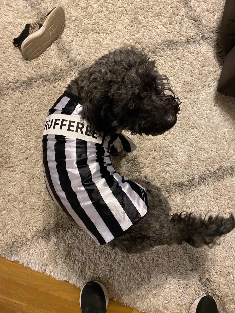 dochoneywell's tweet photo. Pet costume attempts… yes, I did. #Target #minigoldendoodle #doodledonut #rufferee #dogmom #target https://t.co/bdWRIqZLCd