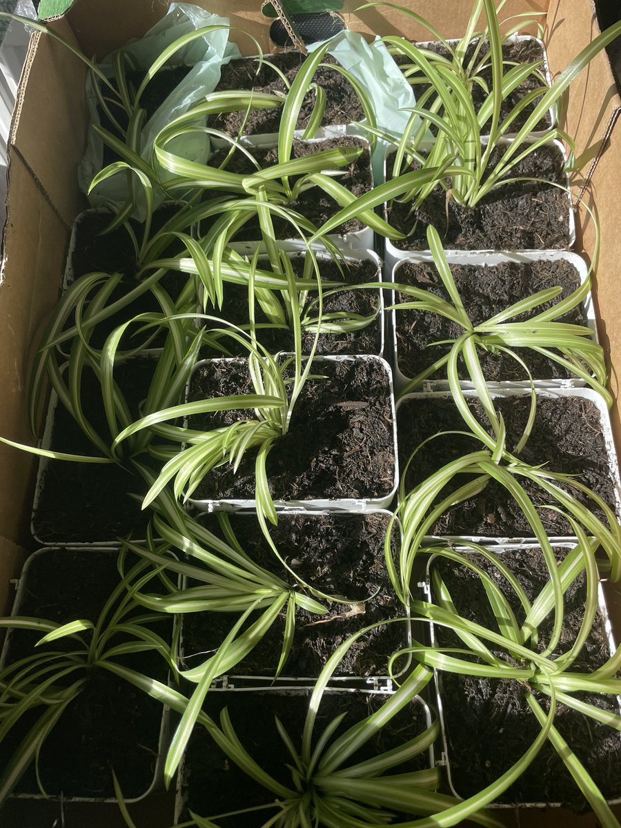 sm_rutherford's tweet image. 3/3: But I’ve run out of plant pots, so that’s where Tip Boxes come in (all approved by departmental bio safety guy). Drill holes in base, pot in baby spider plant, use the lid as a drip tray. I now have a couple of dozen little plants to cheer up some Freshers’ Uni rooms :-)