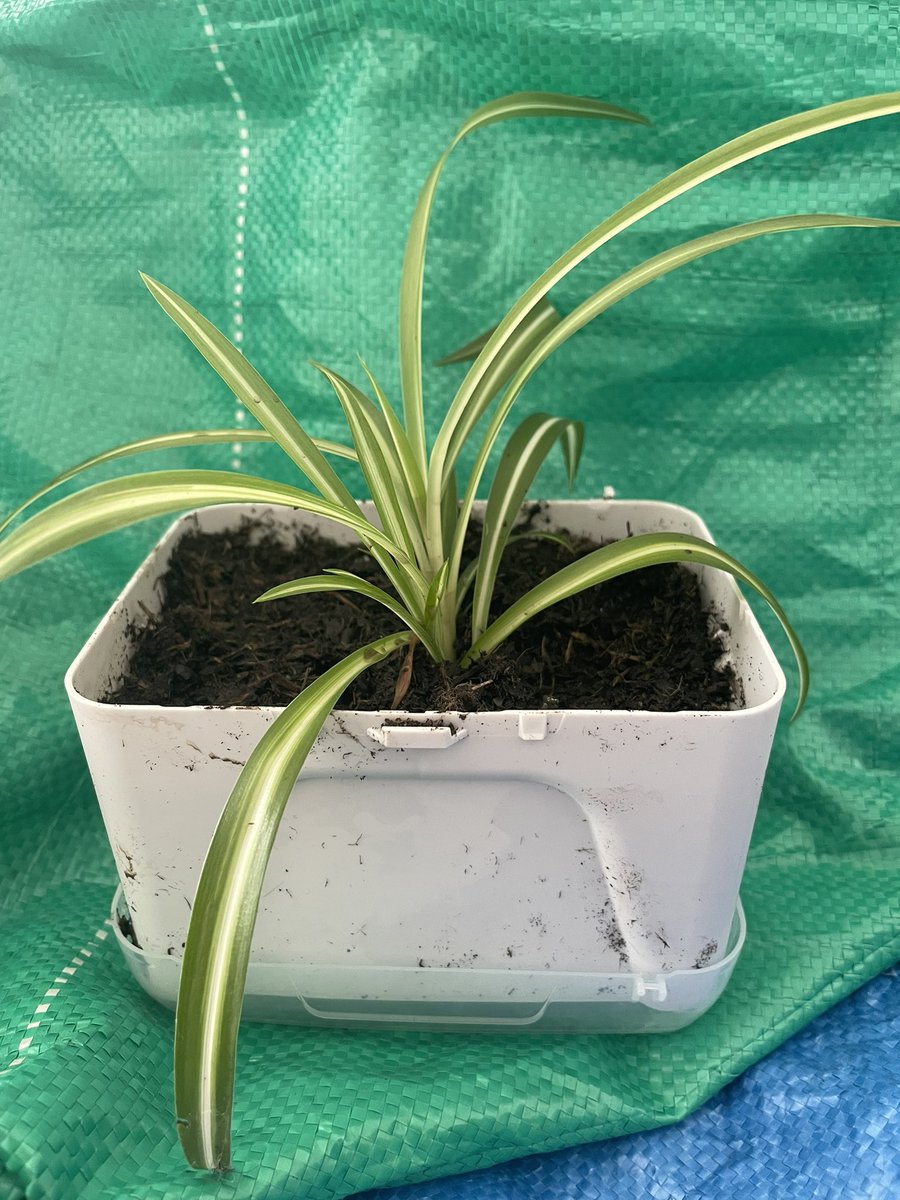 sm_rutherford's tweet image. 3/3: But I’ve run out of plant pots, so that’s where Tip Boxes come in (all approved by departmental bio safety guy). Drill holes in base, pot in baby spider plant, use the lid as a drip tray. I now have a couple of dozen little plants to cheer up some Freshers’ Uni rooms :-)