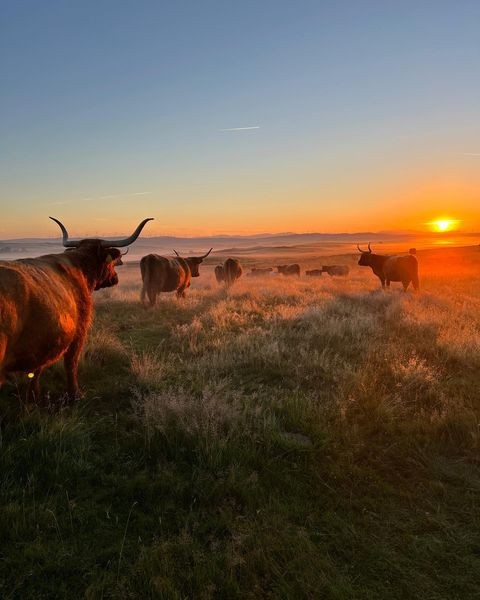 What a view to start the day! 🧡 Happy #Coosday ✨

📍 New Luce, Dumfries &amp; Galloway 📷 IG/kitchencoosandewes #SeeSouthScotland