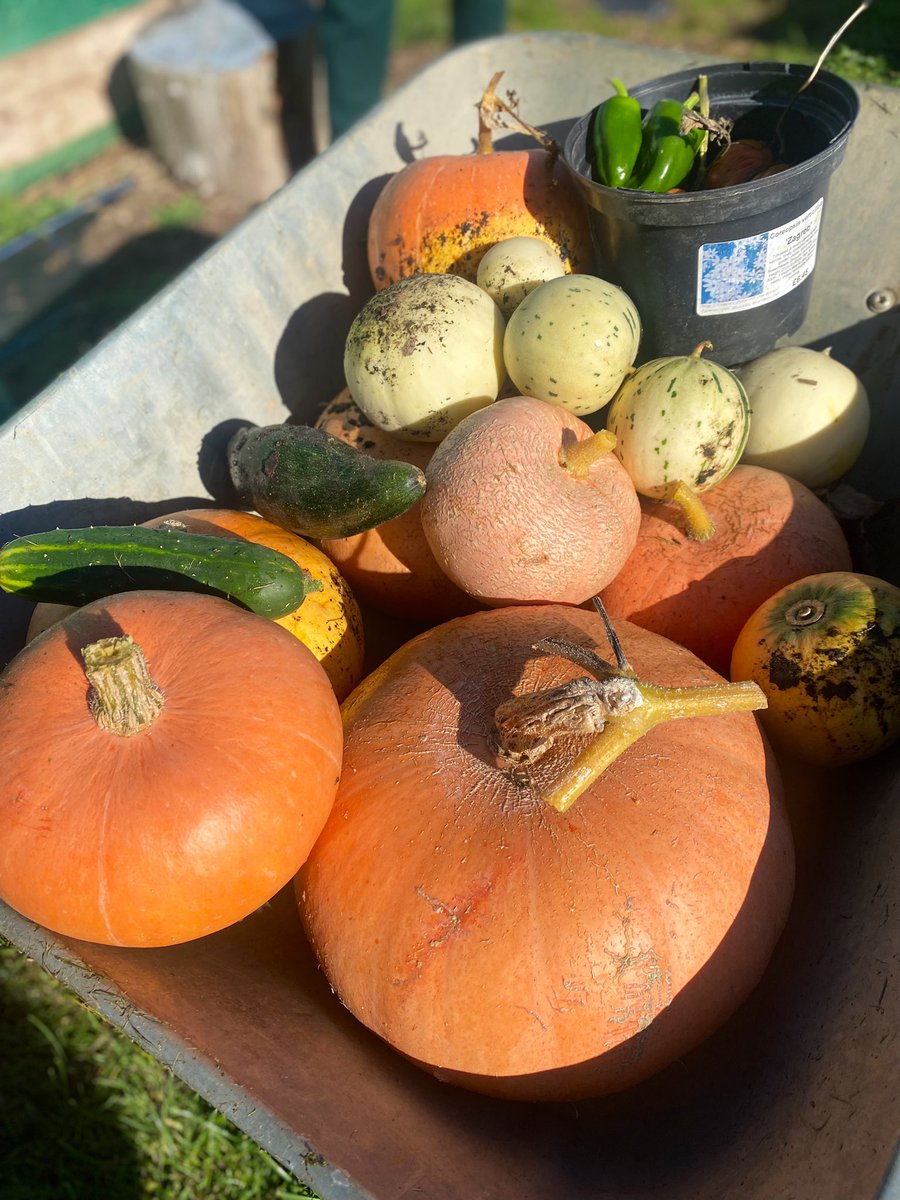 OT_ELangston's tweet photo. Our autumnal harvest🎃🍉🍈🍂                     

A successful harvest following a season of hard work from staff and our wonderful service users. @NHSOTRob @pjmasonOT @LathamWinne https://t.co/Yk1IMD9zVC