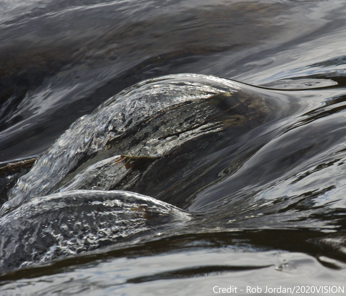 WTWales's tweet photo. Experts are raising the alarm and asking for urgent action about the Salmon and Trout facing extinction in Wales at a Senedd event today. Salmon numbers are at an all-time low in due to pollution from sewage and farm waste, physical river barriers and climate change #SaveOurFish https://t.co/UEBfreMvBi
