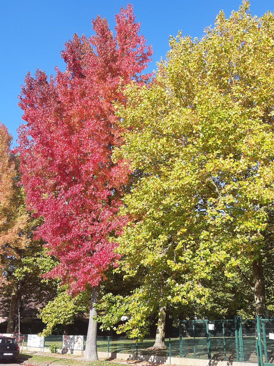 strandgidsfilip's tweet photo. Feest voor de ogen, de herfst heeft veel kleuren. #liquidambarstyraciflua #amberboom https://t.co/k3d3BwEz2i