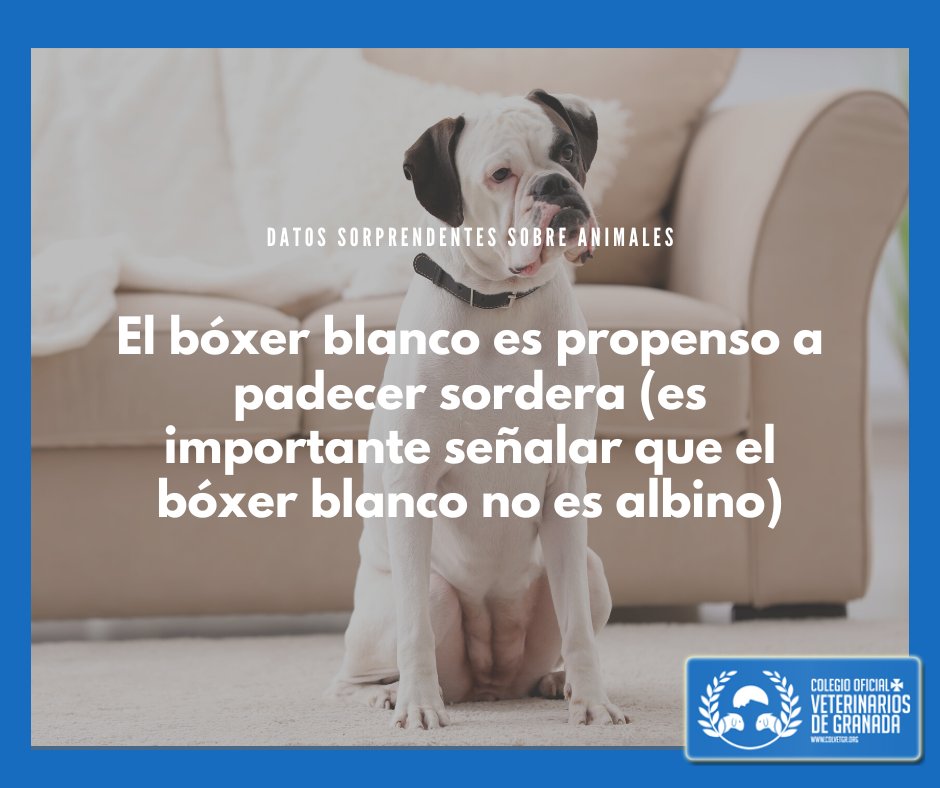 VeterinariosGRX's tweet photo. El bóxer es uno de los perros más reconocibles y más comunes en nuestras calles y hogares, no sólo en su vertiente “pura”, sino también mestiza🐶🐶
#boxer #boxerblanco #perroboxer #datoscuriososanimales #mascotas #perrosgrandes https://t.co/yJ5xTi0EaW