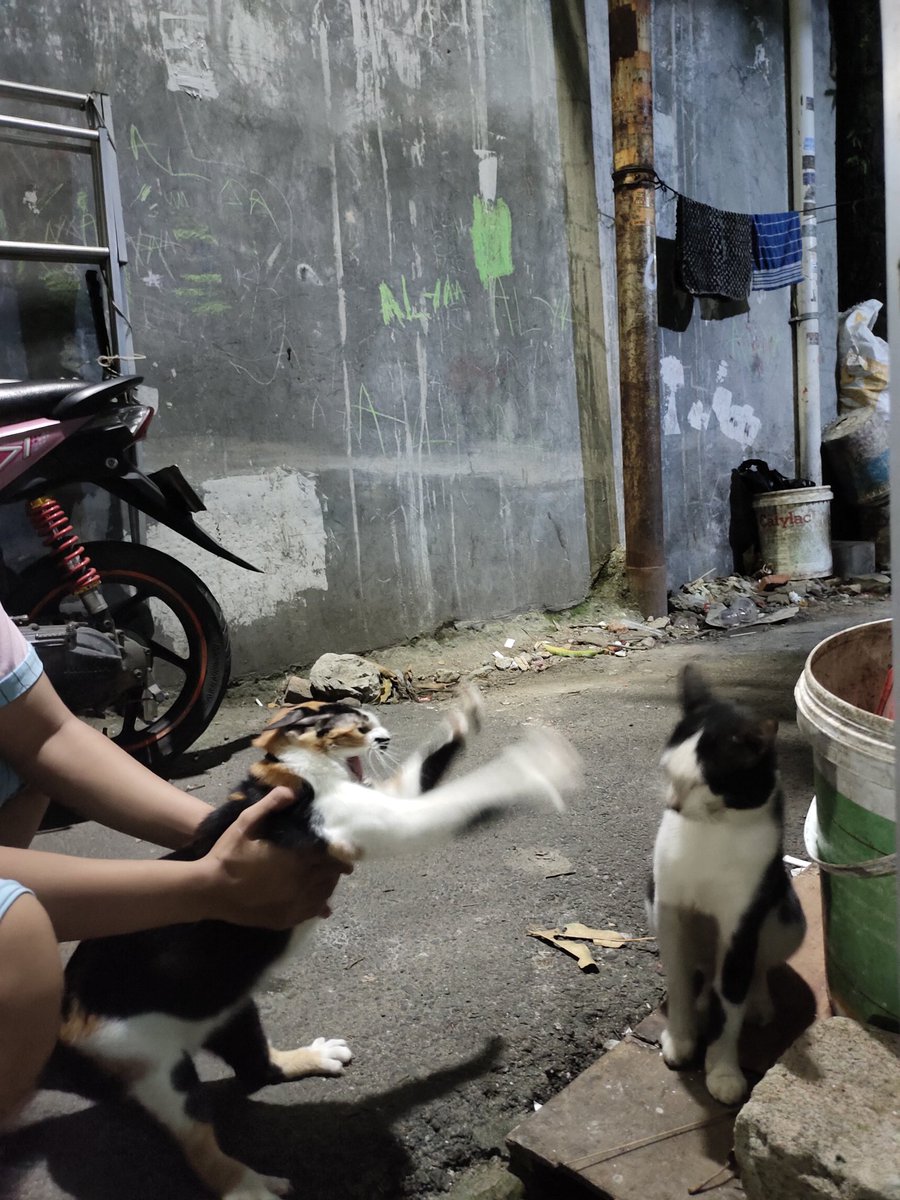 kochengfs's tweet photo. 🐈 punya kucing emosian😔👆 https://t.co/v8VBLEQXDW