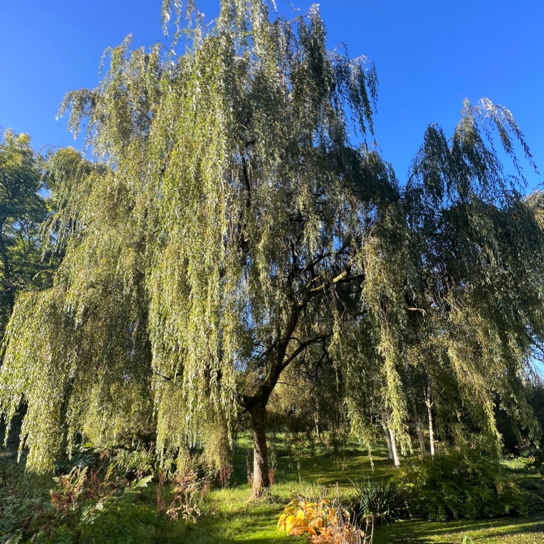 SitSpiritually's tweet photo. Ah, the Willow Tree. There's something so relaxing and peaceful about it, don't you think? ✨

#willow #willowtree #weepingwillow #willowtrees #inmygarden #nature #tree #trees #naturesbeauty #blueskies #autumn #autumninthegarden #sittingspiritually https://t.co/Qsei7ugR7I