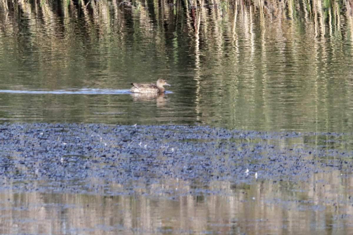 🚨 Lifer Alert! 🚨 Halton Marshes this morning with @BurtsBirds for the Blue-Winged Teal which showed well albeit distantly. A cracking find by @SteveRoutledge8! @Lincsbirding