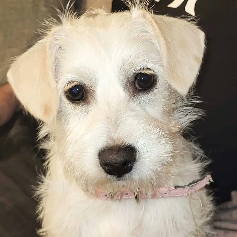Please retweet to help Jo Jo find a home #CARMARTHENSHIRE #WALES Jack Russell x Westie aged 20 weeks, she was found dumped by a road with 7 other dogs. She can live with other dogs or small animals 🐶✅ DETAILS or APPLY👇 westwalespoundies.org.uk/dogs/jojo #dogs #pets #animals