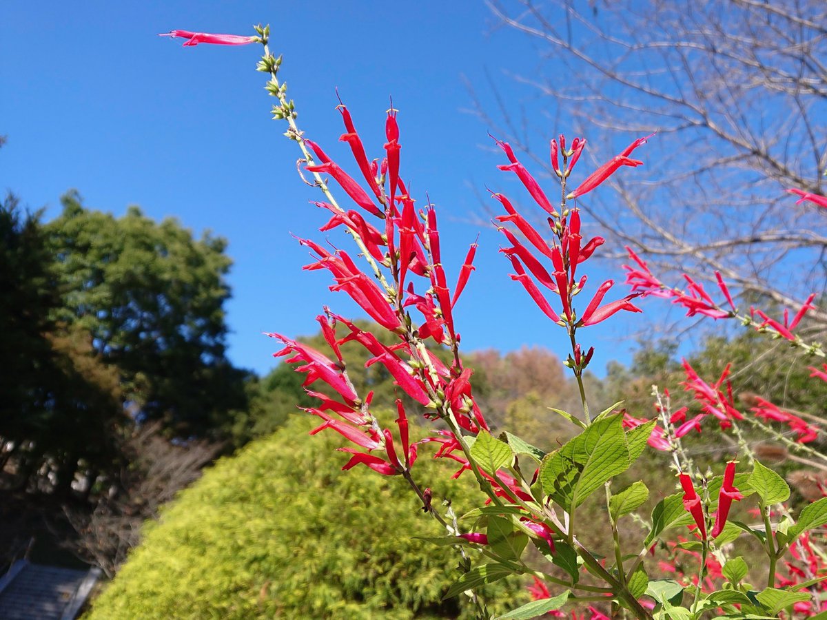 hirorin4649's tweet photo. #パイナップルセージ
#sov39
#Lightroom
2019.11.6 https://t.co/VbmFGTD9aP