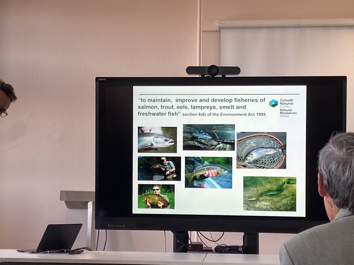 WalesLink's tweet photo. During his presentation, @BenWilsNRW reminds us that @NatResWales has a duty to look after our fishy biodiversity, which they do with a whole host of statutory and NGO partners, like @DwrCymru @WildFishCons @AfonyddCymru @WildTroutTrust @CefasGovUK @KWT_Policy
#SaveOurFish https://t.co/KAKwuoQIds