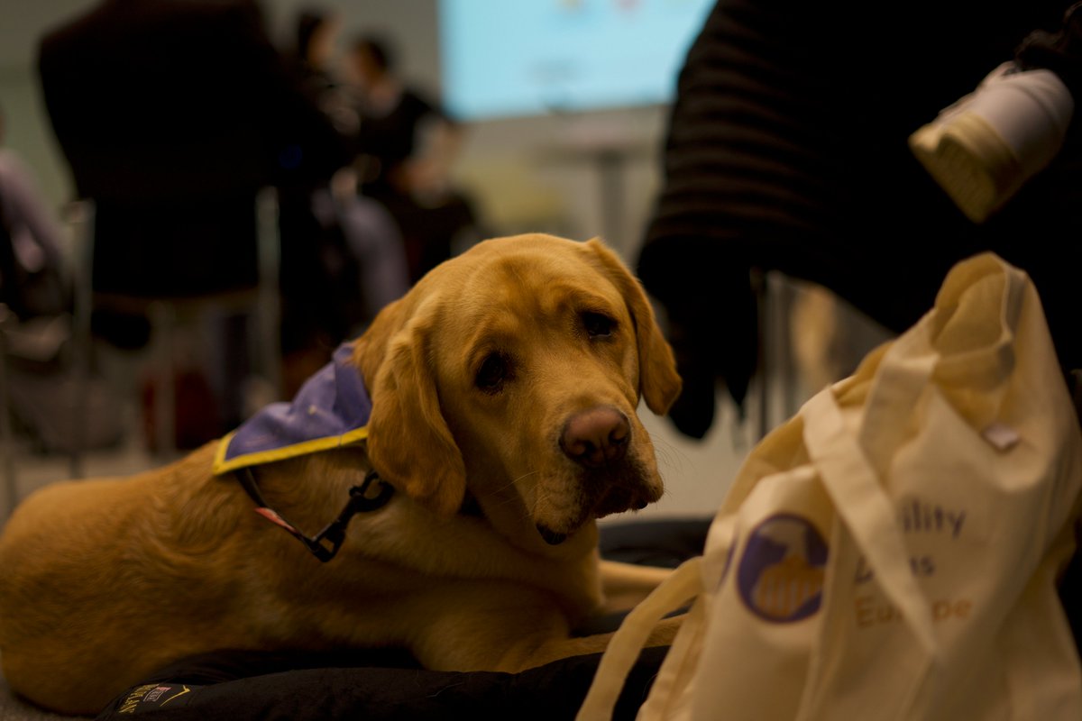 VictimSupportEU's tweet photo. 💫🇪🇺🦮Through our newly launched #EuropeanFYDONetwork we want to inspire and encourage more organisations and individuals to take up the Facility Dogs initiative in their own country.
#FacilityDogsEurope #SafeJusticeForVictims #facilitydogs #event #EUVictimsRights @CZECHIAinEU https://t.co/3xrA22vrgk