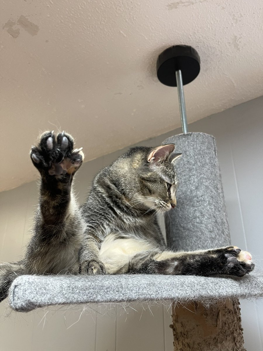 What day is it today? It’s toe bean Tuesday! Thanks Ruby - you are a cutie cat! #toebeanTuesday #CatsOfTwitter #CatsOnTwitter