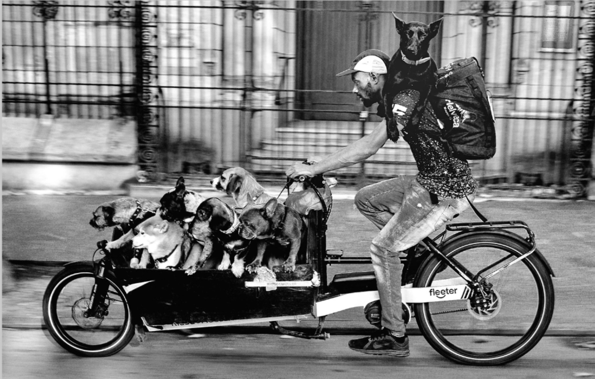 420_Bike_Life's tweet photo. Dog Cargo #PawPatrol
#cycling #cargobike #fleeter https://t.co/SuleLz5M1j