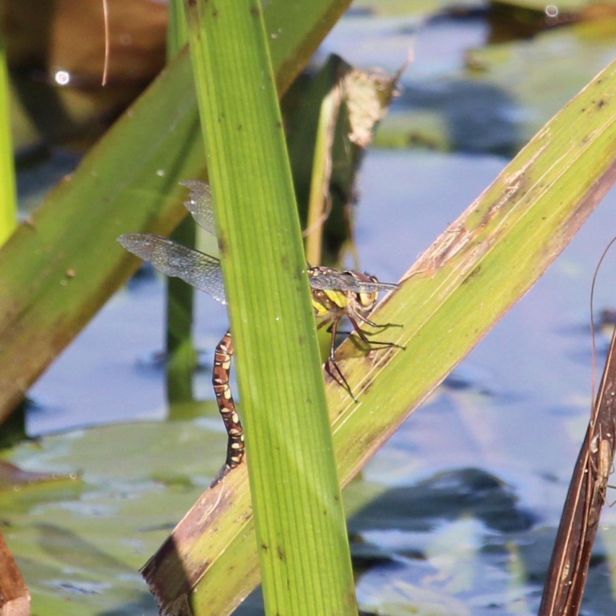 CerysBaker's tweet photo. Saw some of my final dragonflies of the year on Sunday in Warwickshire, one of them is a common darter I think, wondering if anyone knows the other species hiding behind the reed in the only photo I managed to get?😂 @BDSdragonflies https://t.co/QQQLFkBLiF
