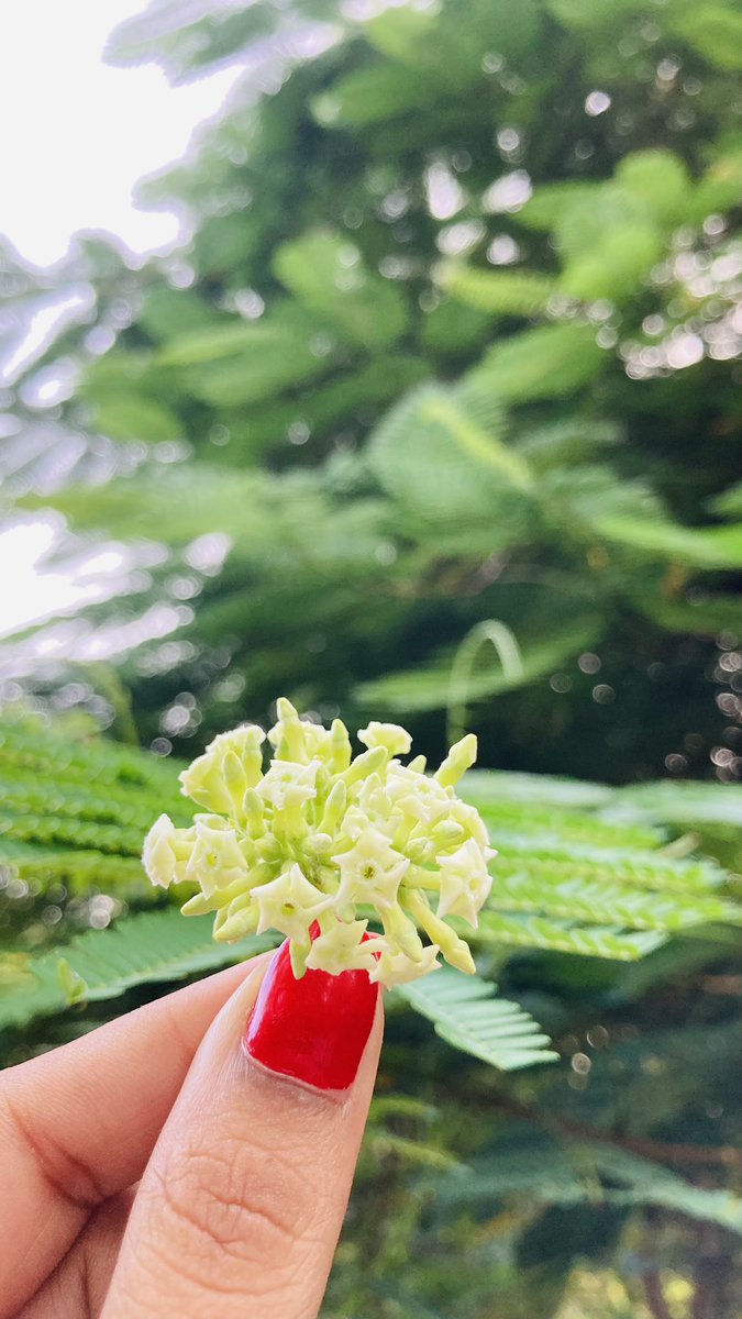 jyoti_seva's tweet photo. दिन की शुरुआत एक वाक कुछ फूल और धूप की कितनी से हुई । अत्यंतहैपी #Happiness #मॉर्निंग बी लाइक https://t.co/vx9fCNYMU1