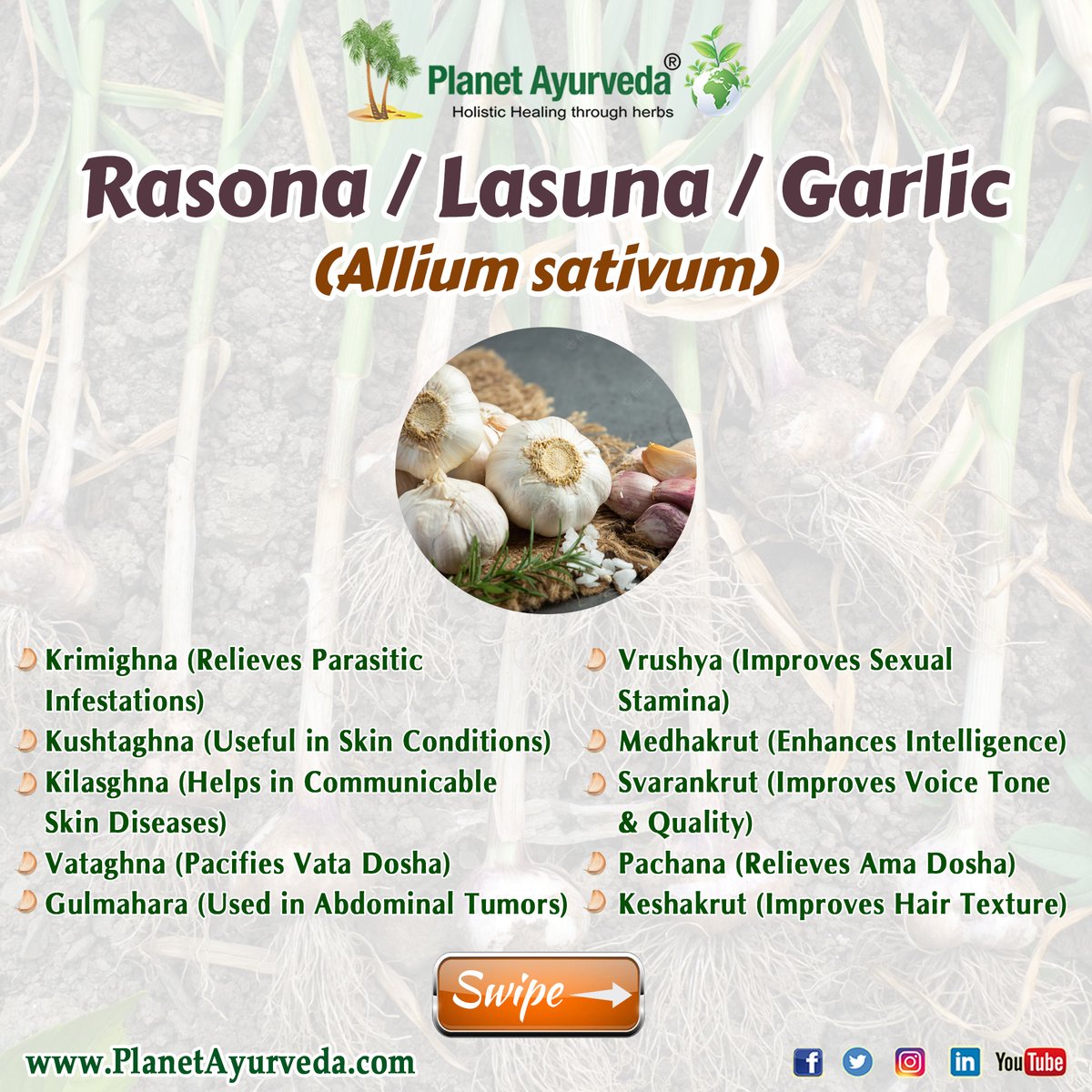 PlanetAyurveda4's tweet image. Health Benefits of Garlic (Allium sativum) &amp;amp; Herbal Supplements with Garlic
#HealthBenefitsOfGarlic #BenefitsOfGarlic #GarlicBenefits #AlliumSativumHealthBenefits #HerbalSupplements #Garlic #Rasona #Lasuna #AlliumSativum #GarlicSupplements #PlanetAyurvedaProducts #PlanetAyurveda