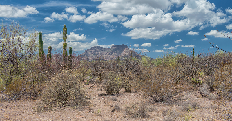 CrowtherLab's tweet photo. Abrupt changes in dryland productivity should occur more often in places 🗺️
🌄 reach a specific level of aridity
🍃 soils are less fertile
🐄 human activities like grazing are intense

Follow us to learn more about new research at a global scale: https://t.co/AUqvdDCjF1 https://t.co/6kTL0DwVSA