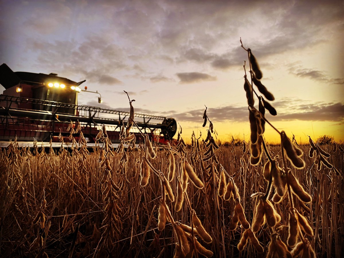 Finished harvest on #RelayCrop plot #1! Brought 32bu rye earlier this summer and now 53bu/ac #Soybeans. Not amazing, but still much more profitable and better #SoilHealth gains than the 65bu/ac check strips of regular beans. #NeededMoreRain #ProfitOverYield 🌱🌱💸