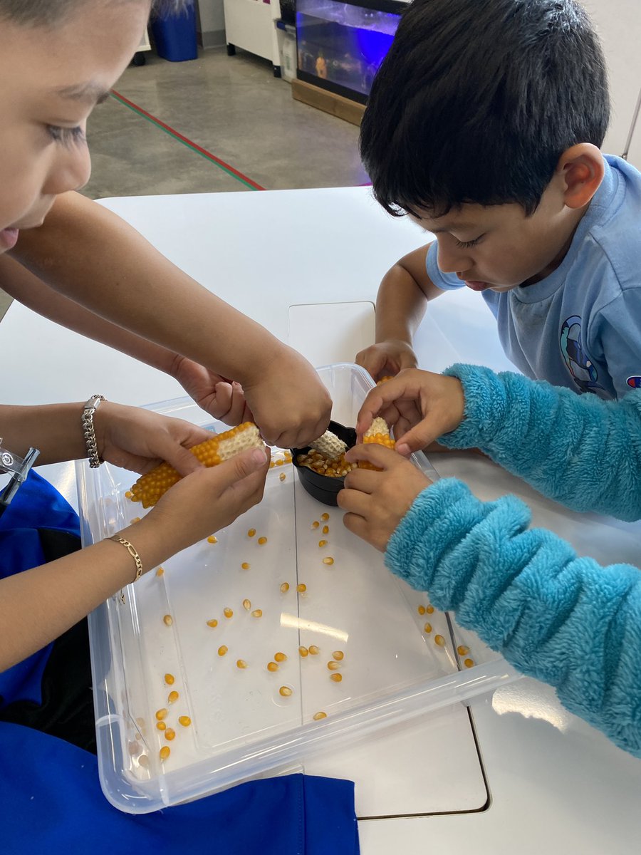 JBDrey's tweet photo. Popcorn Science 🌽 Straight from a field not far from school we had the chance to test some of our locally grown popcorn! Removing the kernels was hard….. but taste testing it popped 4 different ways- EASY! #KinderSTEM #TheEES #AmericasSchool @IowaSTEM https://t.co/wxWtr8WM8h
