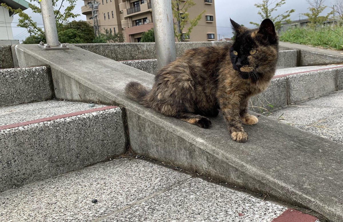 おすもうペット (@osmopet) on Twitter photo 