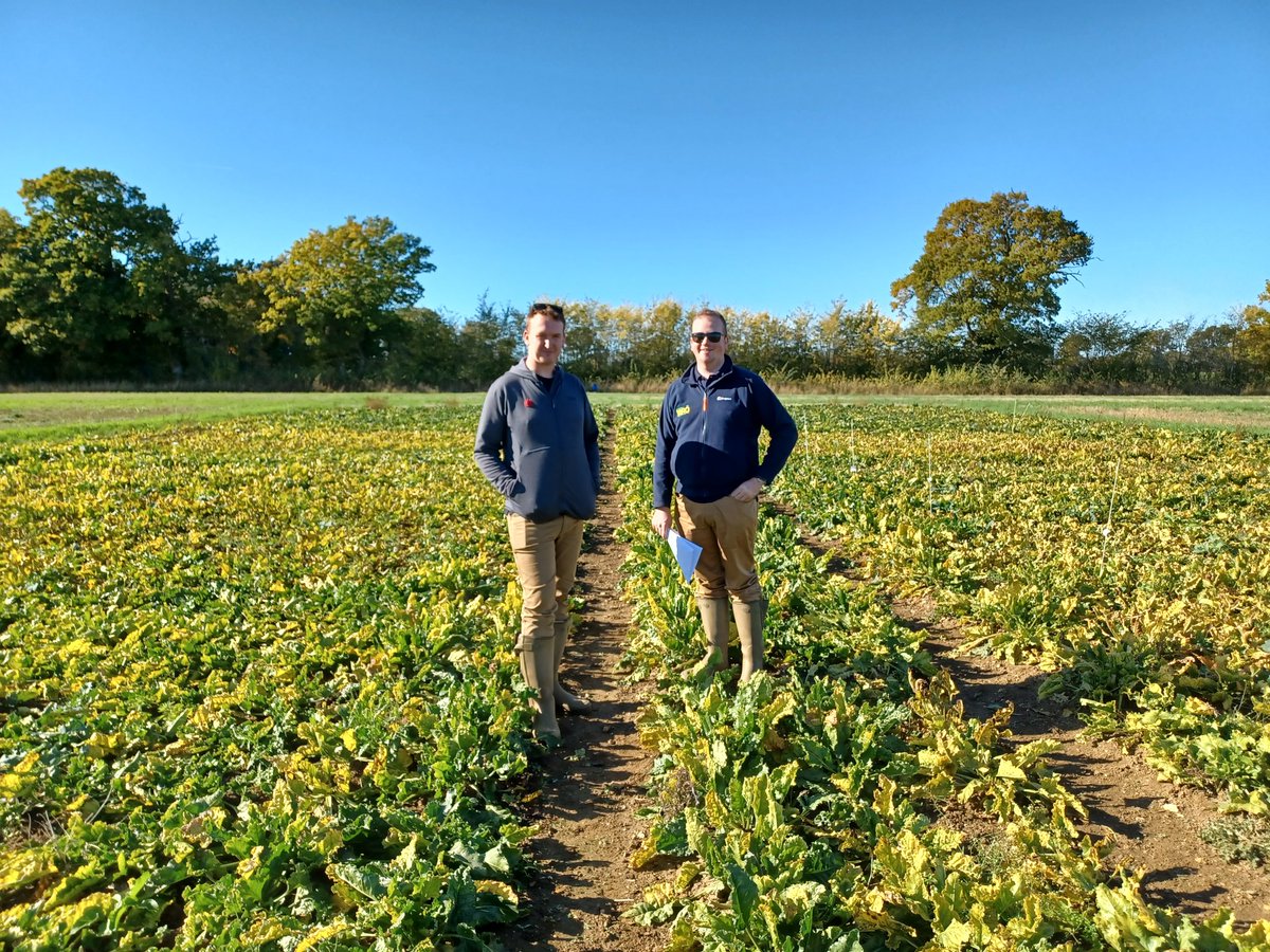reglimagrain's tweet photo. Interesting morning looking at sugar beet germplasm regarding tolerance to virus @BBRO_Beet #Goliathproject  #Alistairwright @liamwilk_LG https://t.co/I9ps3rlrsW