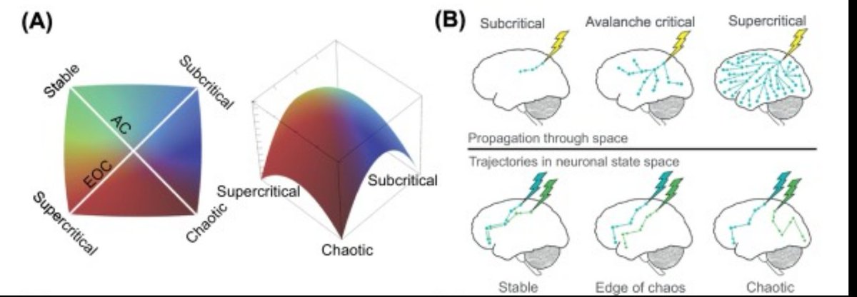𝗛𝗼𝘄 𝗰𝗿𝗶𝘁𝗶𝗰𝗮𝗹 𝗶𝘀 𝗯𝗿𝗮𝗶𝗻 𝗰𝗿𝗶𝘁𝗶𝗰𝗮𝗹𝗶𝘁𝘆? 
by Jordan O’Byrne and Karim Jerbi
sciencedirect.com/science/articl…
