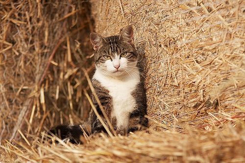 AmeEnSoie's tweet photo. IL EST CHAT-FOIN https://t.co/AoaCtx6eT6