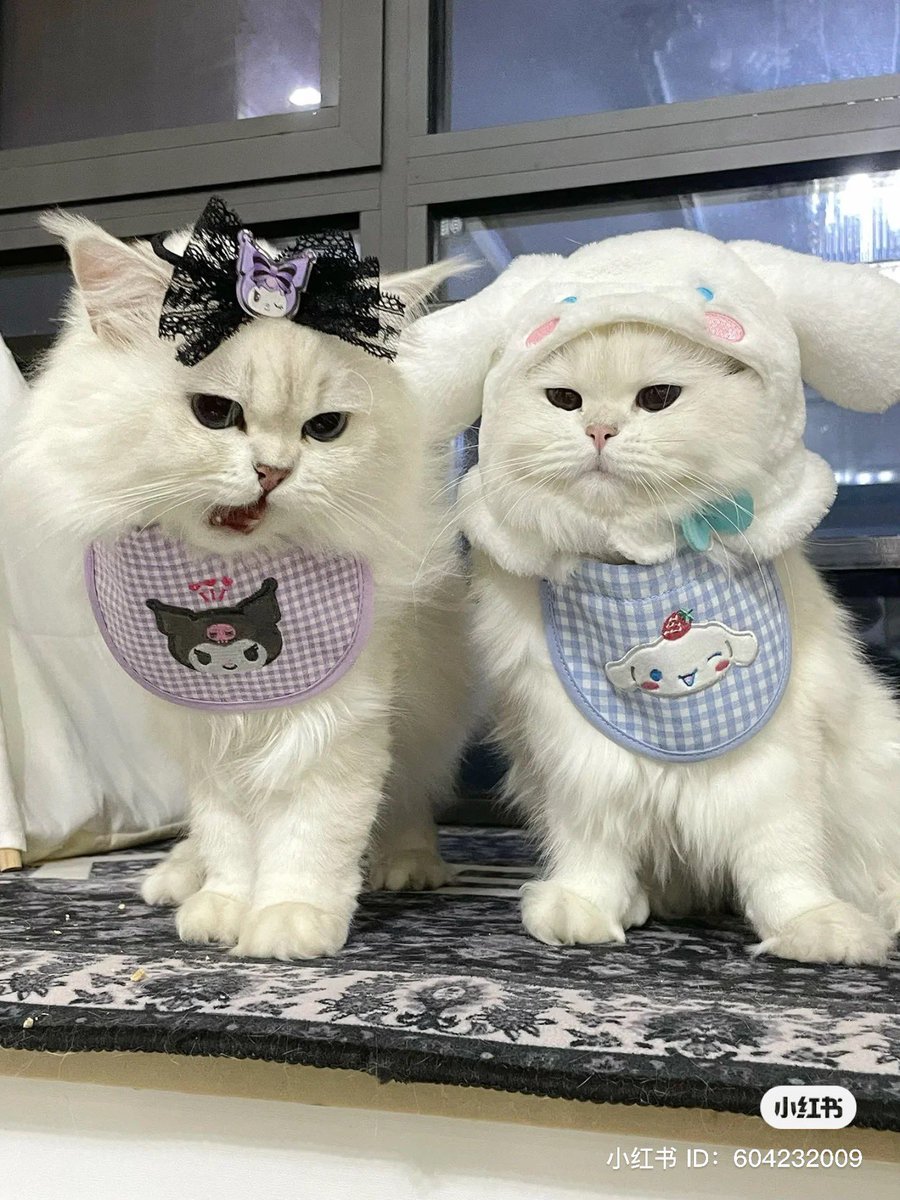 gelatoneii's tweet photo. ทาสหมาแมวจะต้องไม่พลาดคอล sanrio!✌🏻 https://t.co/fgXL9vkM1u