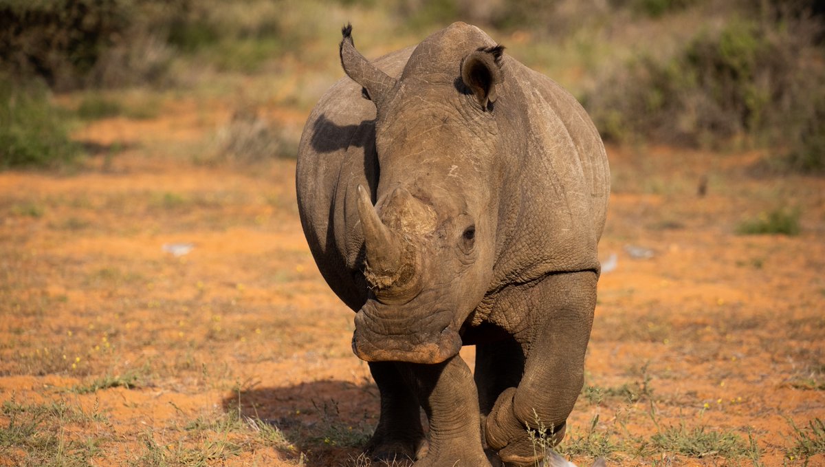 White rhinos are the largest of the #rhino species, weighing up to 3,500 kg - impressive for a herbivore! #naturebasedtourism #southafricatravel #rhinoconservation