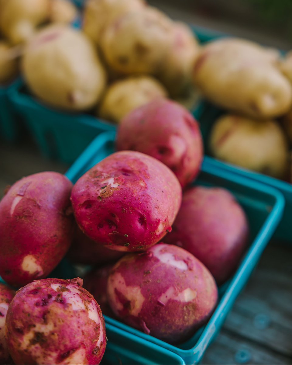 NBFoodandBev's tweet photo. New Brunswick potatoes are as versatile as they are tasty. They can be mashed, boiled, roasted, whipped, and the list goes on! What's your favourite way to eat #newbrunswick potatoes? @potatoesnb #localpotatoes #buylocalforgood #freshpotatoes #potatolove https://t.co/R6Vw9DTtv9