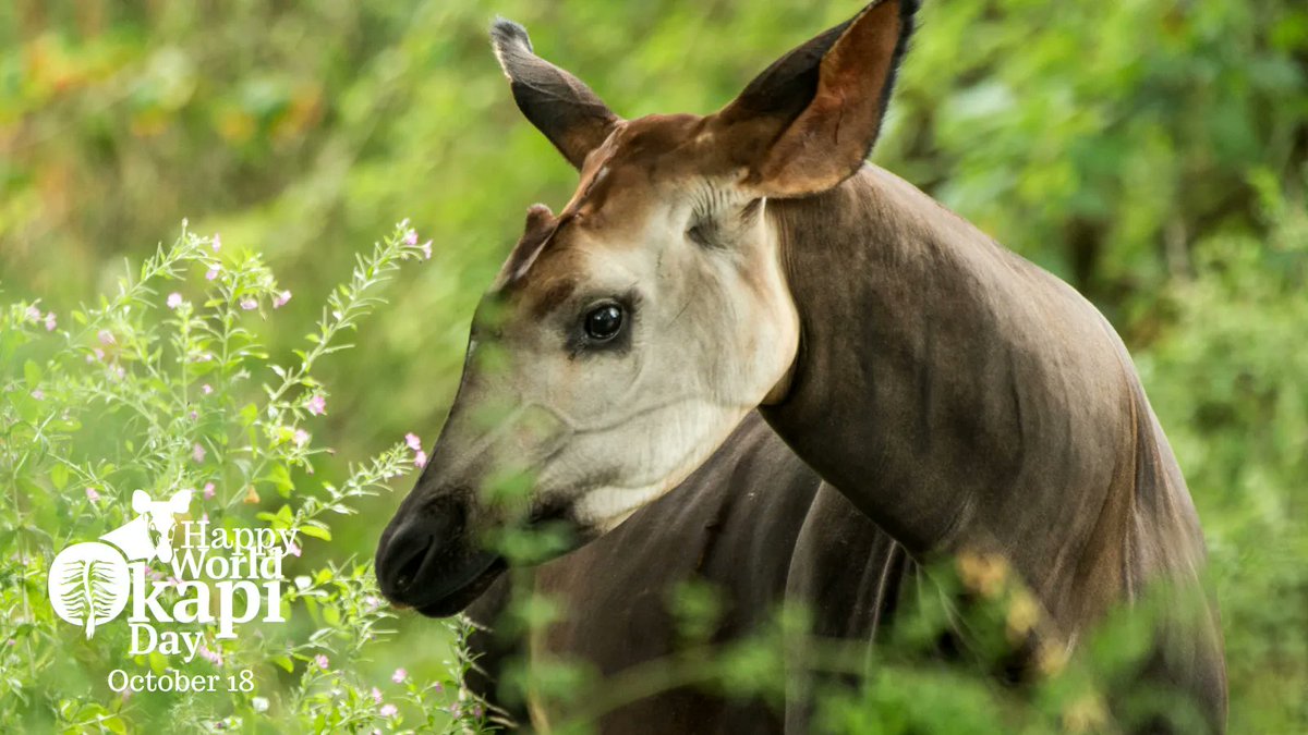 Happy #WorldOkapiDay! 🌿🌿🌿We are so excited to celebrate with you! Let us know how you are celebrating today by tagging us in your post or sharing in the comments. Not sure where to start? Follow the link in our bio to learn more and support okapi today! #WOD2022