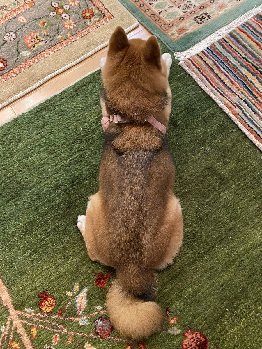 背中の模様いつ見ても特徴的🐕