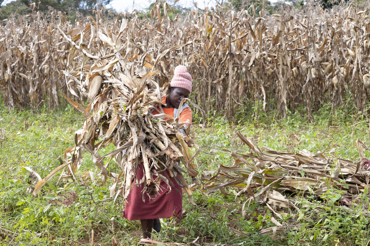 ZimFarm_Project's tweet photo. 1. Women in Zimbabwe are at the forefront of producing food , they produce, process and prepare the majority of available foods, and are thus key with respect to food security in their families and communities. https://t.co/Z8dxDVdDn7